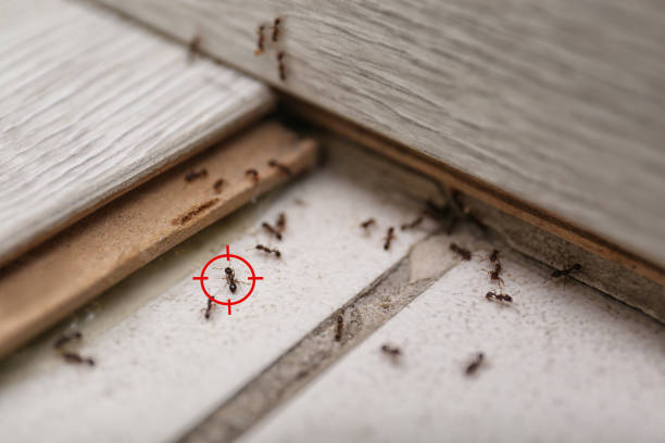 Best Insect Control  in Red Boiling Springs, TN
